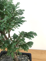 LAWSON CYPRESS (LC08001) - MiniGardens NZ