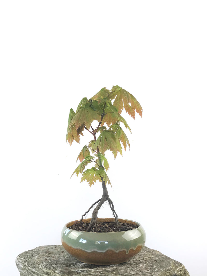 JAPANESE MAPLE (MP1808031) - MiniGardens NZ