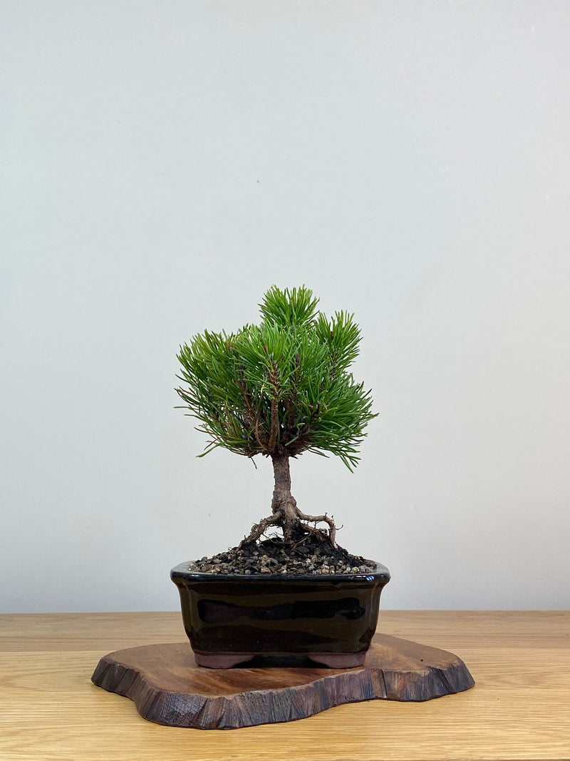 MUGO PINE (MP2103007)
