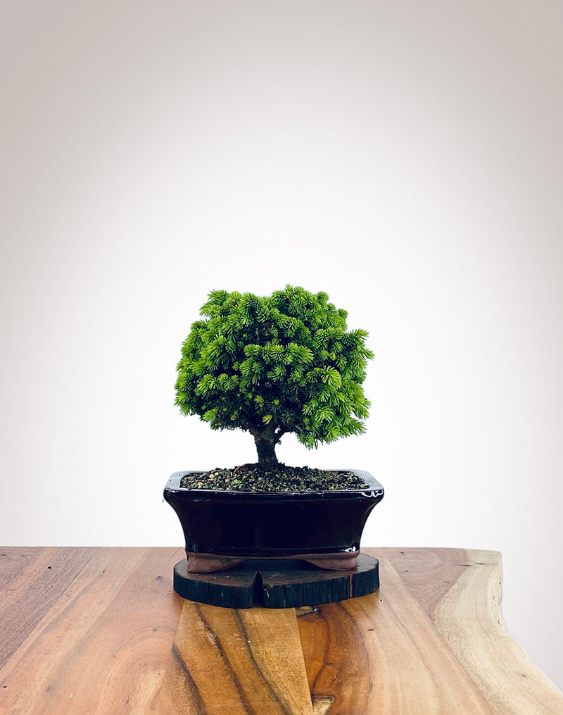 Norway Spruce (NS2110003)