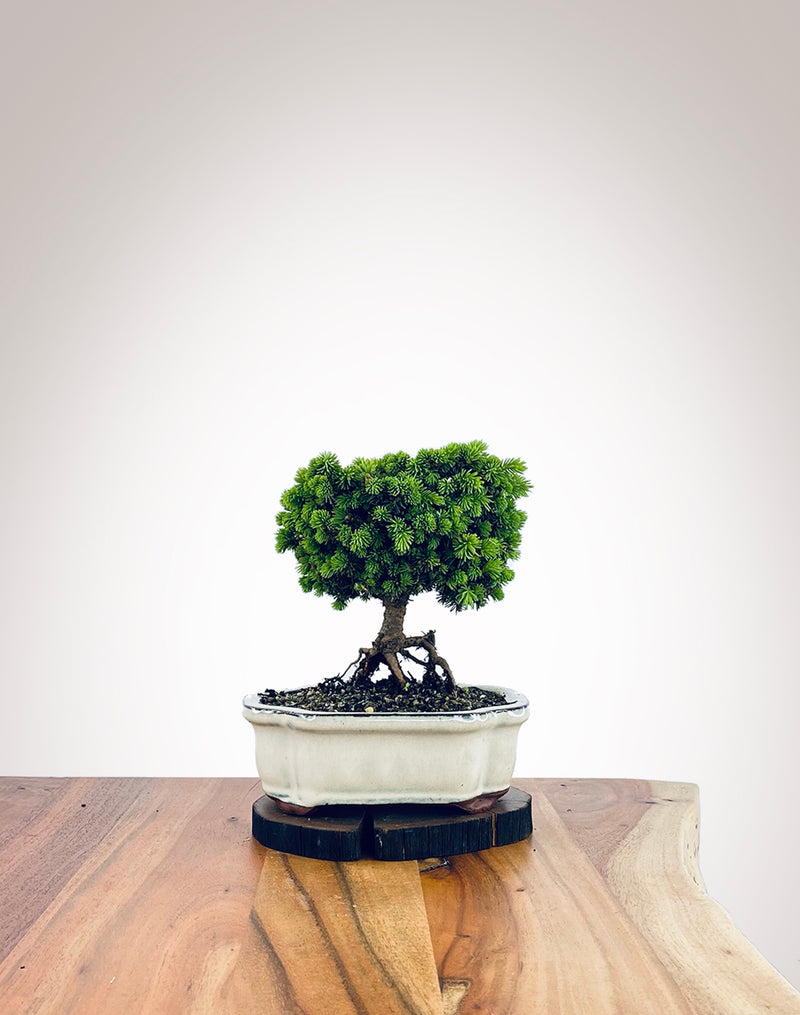 Norway Spruce (NS2110007)