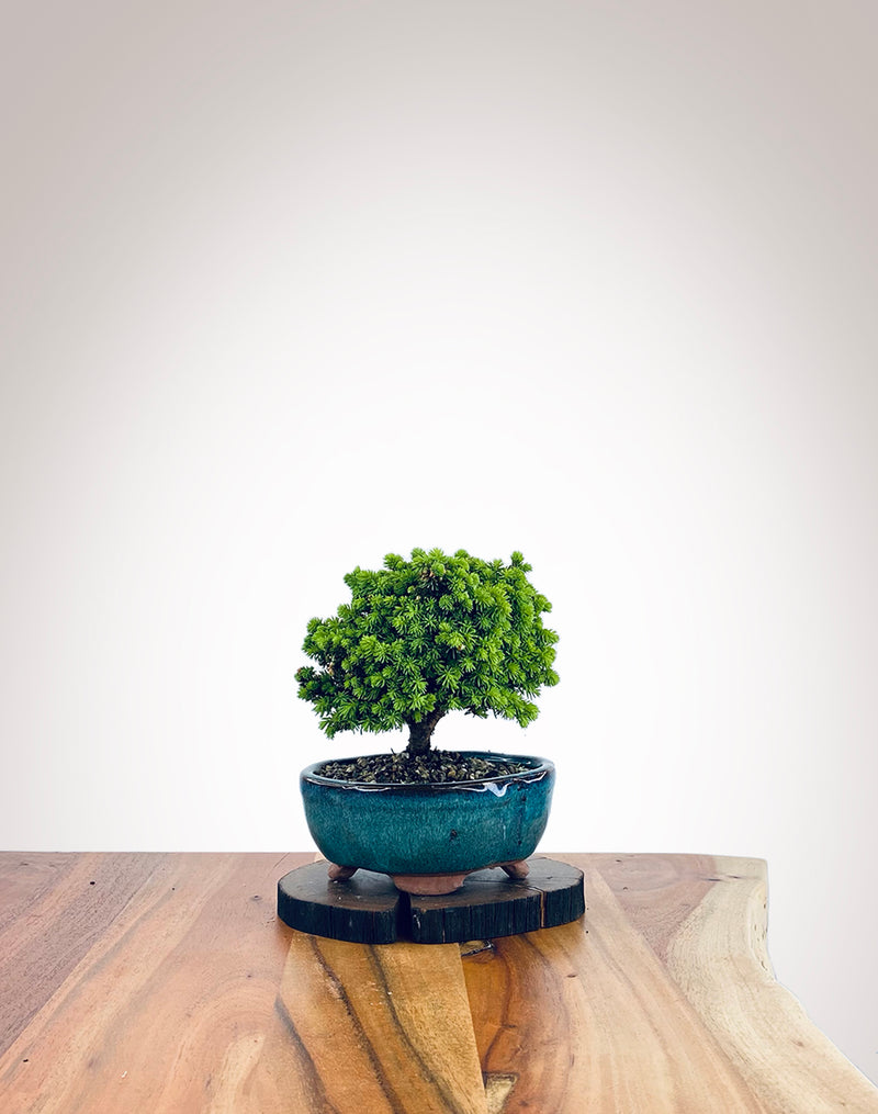 Norway Spruce (NS2110009)