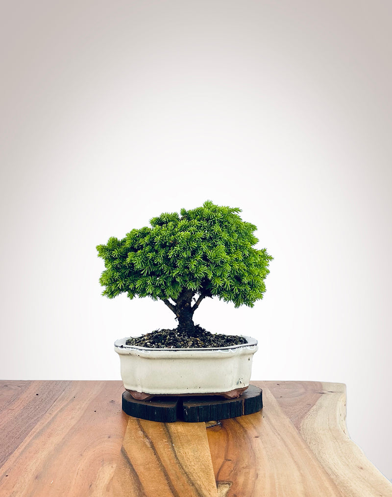 Norway Spruce (NS2110010)