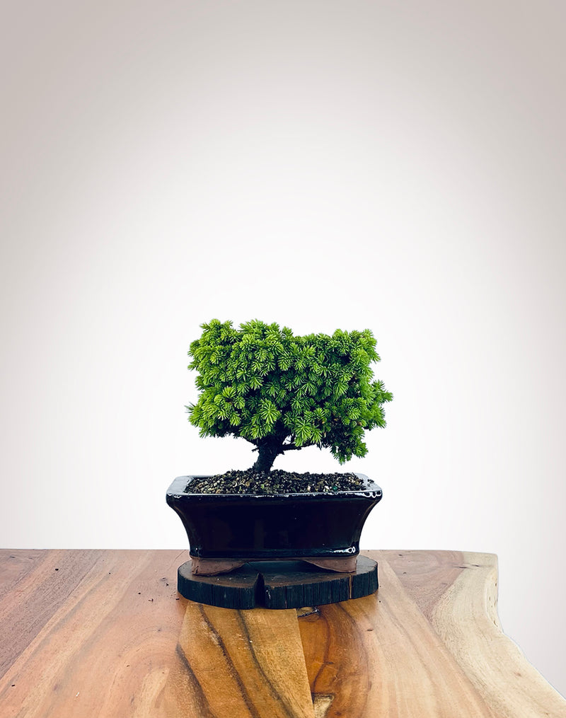 Norway Spruce (NS2110015)