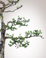 JAPANESE LARCH (ONE)