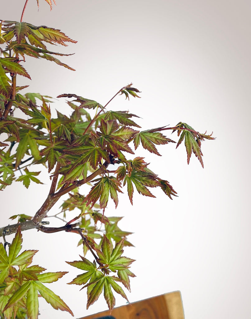 TWIN TRUNK JAPANESE MAPLE (THREE) MiniGardens Bonsai NZ