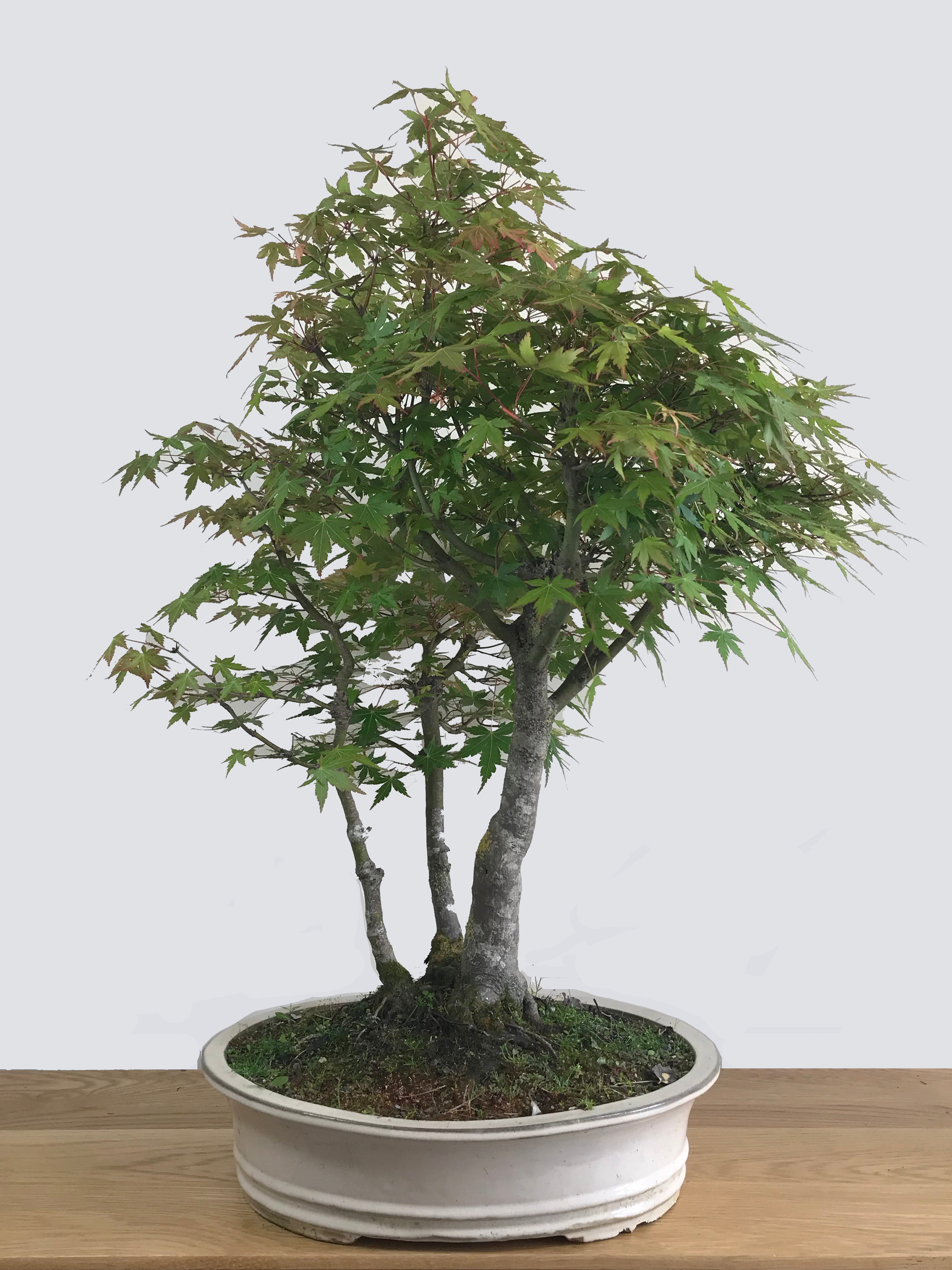 Gen Tri Maple JAPANESE MAPLE (TRI-TRUNKS) โ MiniGardens Bonsai NZ