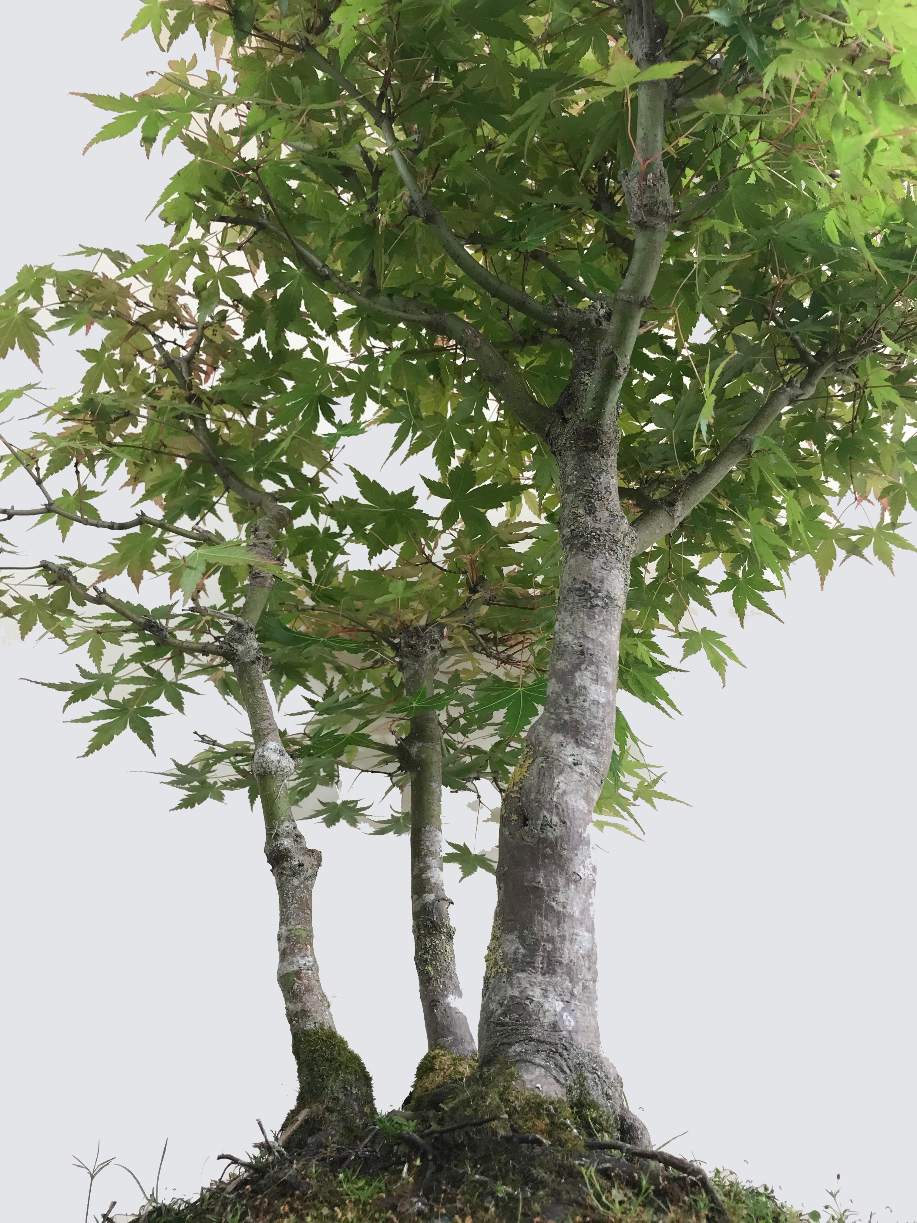 Gen Tri Maple JAPANESE MAPLE (TRI-TRUNKS) โ MiniGardens Bonsai NZ