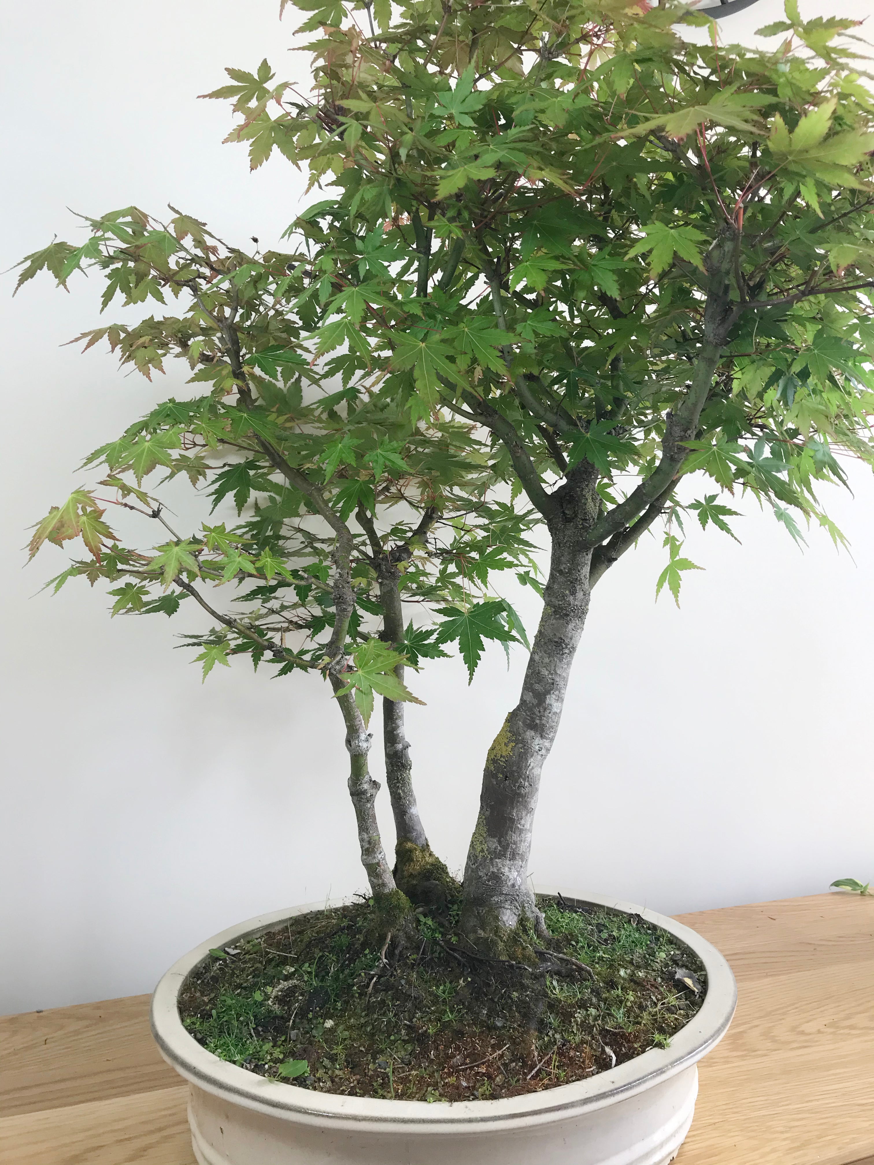 Gen Tri Maple JAPANESE MAPLE (TRI-TRUNKS) โ MiniGardens Bonsai NZ
