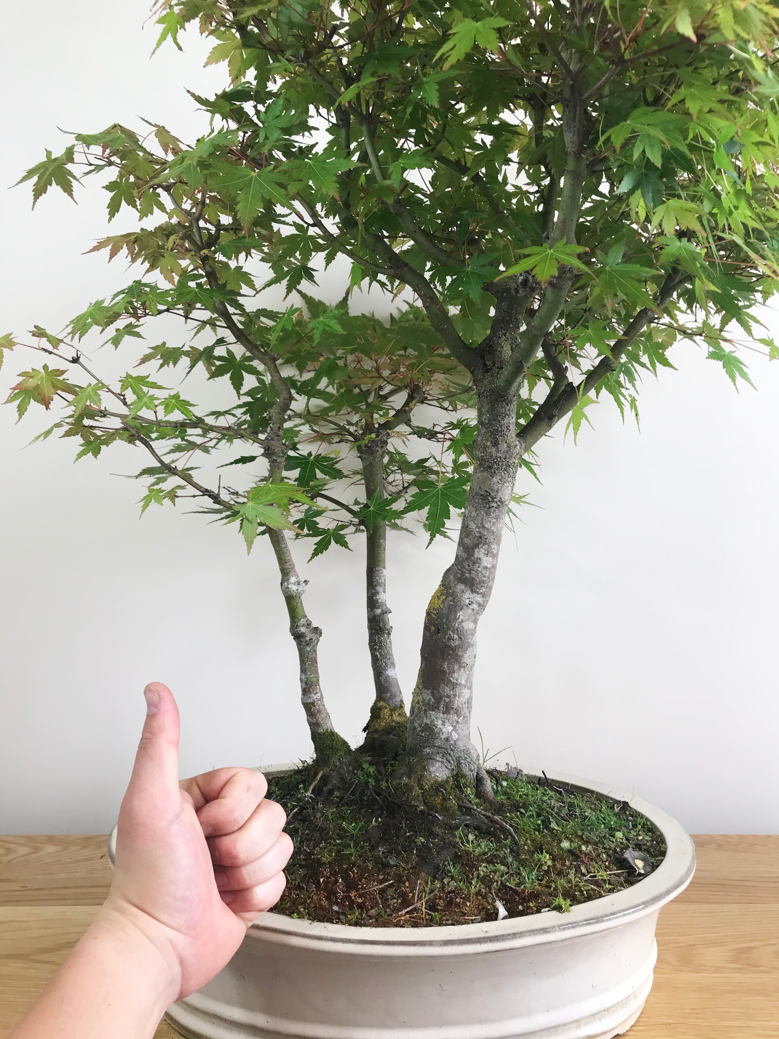 Gen Tri Maple JAPANESE MAPLE (TRI-TRUNKS) โ MiniGardens Bonsai NZ