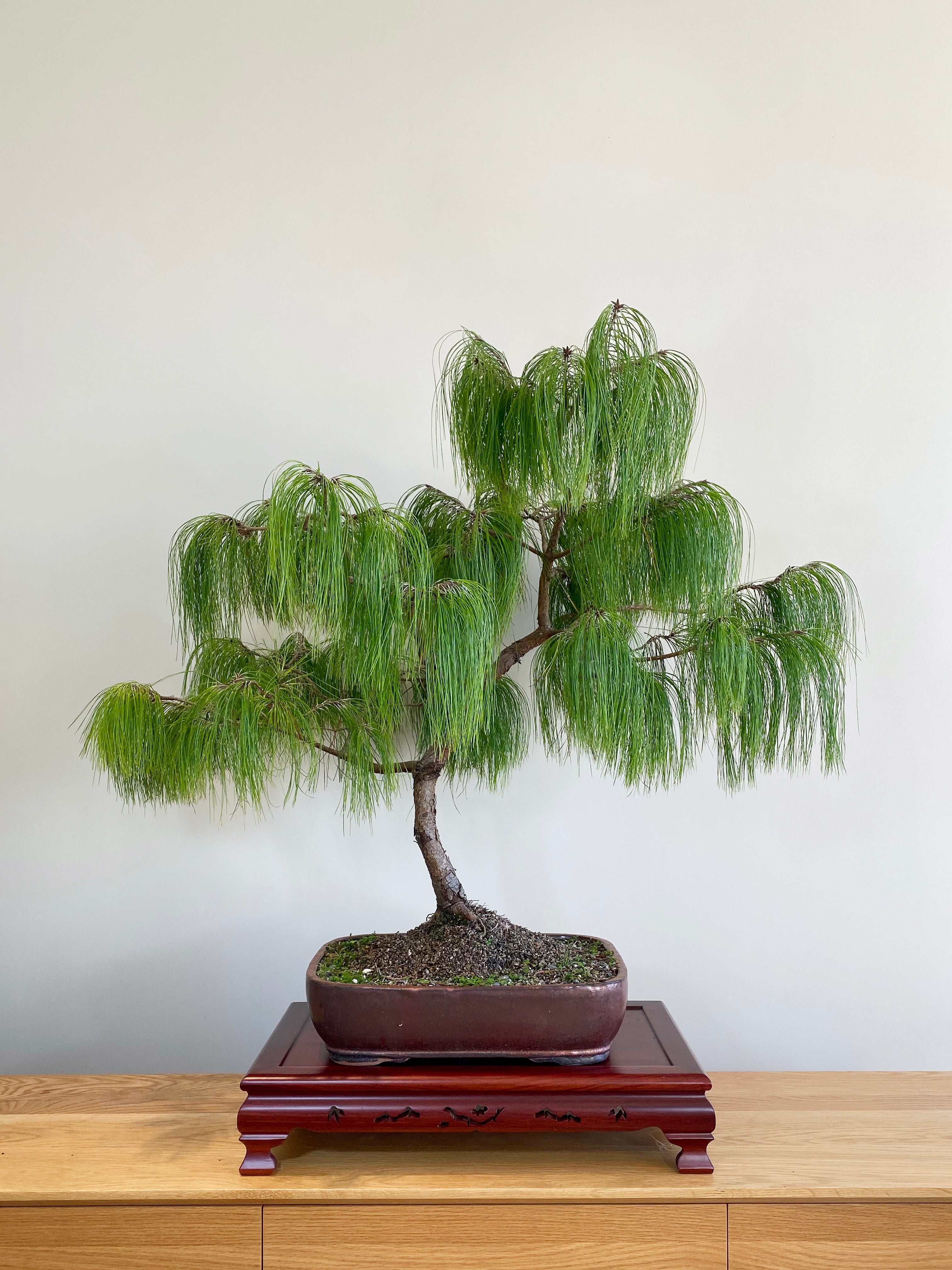 bonsai tree wellington NZ PINE BONSAI