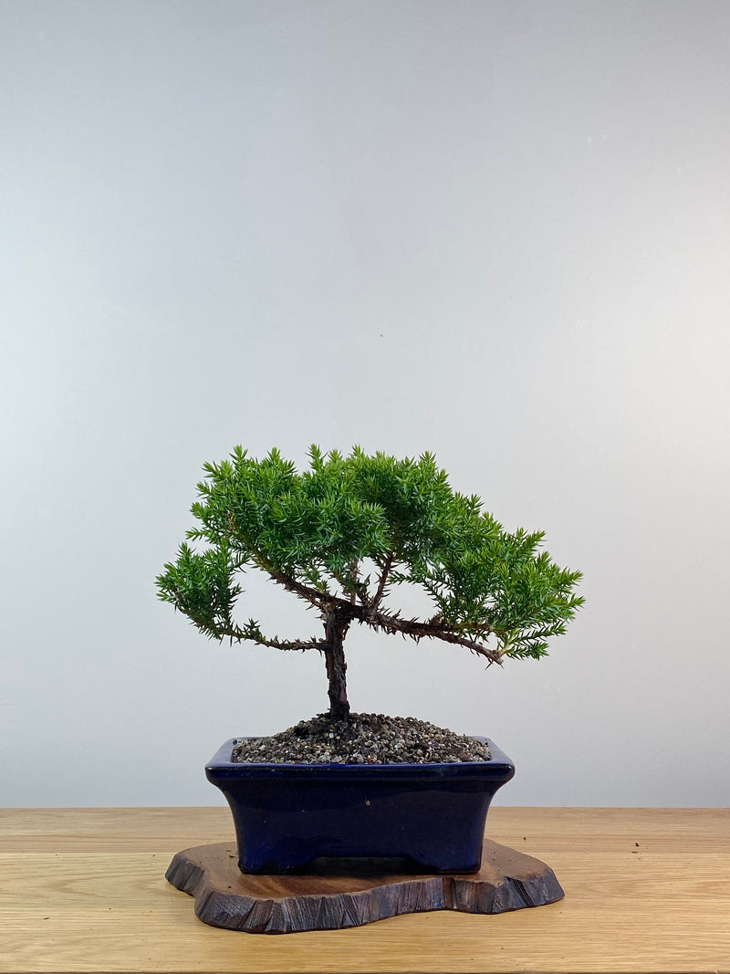 JAPANESE JUNIPER (X053)