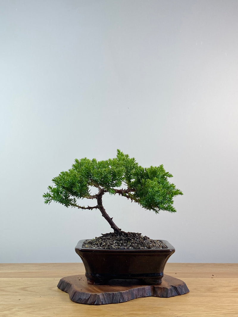 JAPANESE JUNIPER (X054)