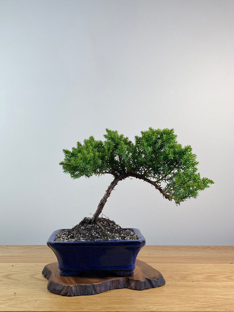 JAPANESE JUNIPER (X084)