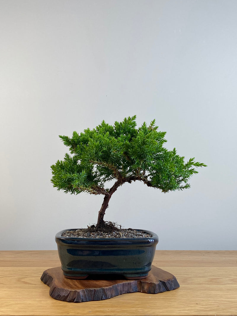 JAPANESE JUNIPER (X099)
