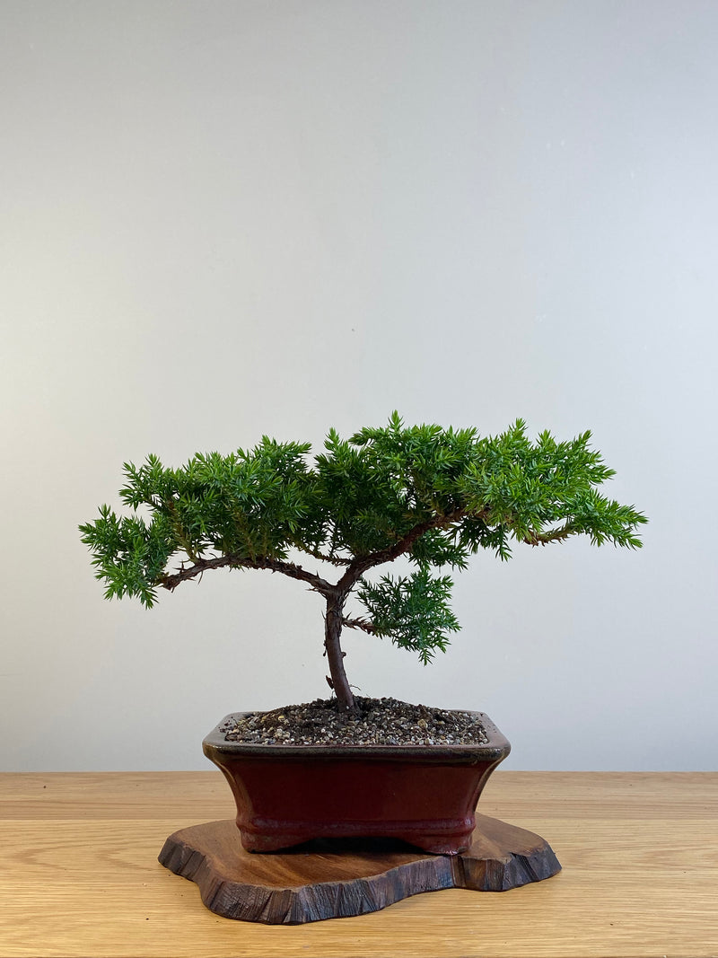 JAPANESE JUNIPER (X105)