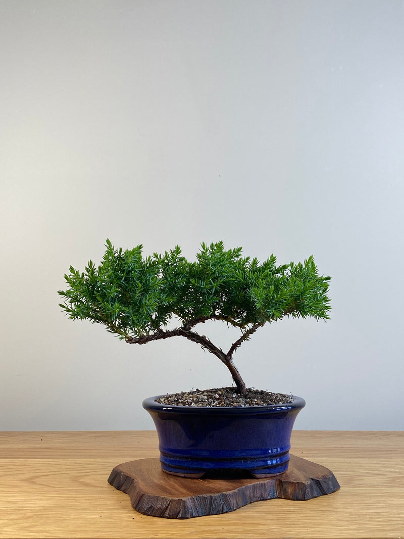 JAPANESE JUNIPER (X106)