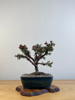 COTONEASTER (X116)