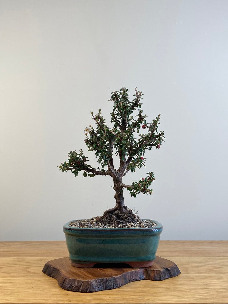 COTONEASTER (X119)
