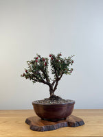 COTONEASTER (X123)
