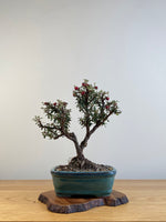 COTONEASTER (X127)
