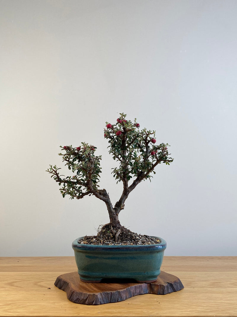 COTONEASTER (X127)