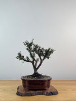 COTONEASTER (X201)