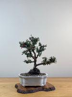 COTONEASTER (X204)