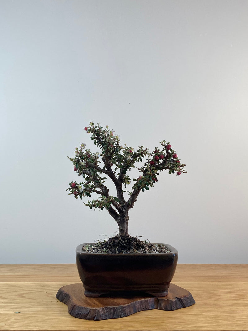 COTONEASTER (X206)