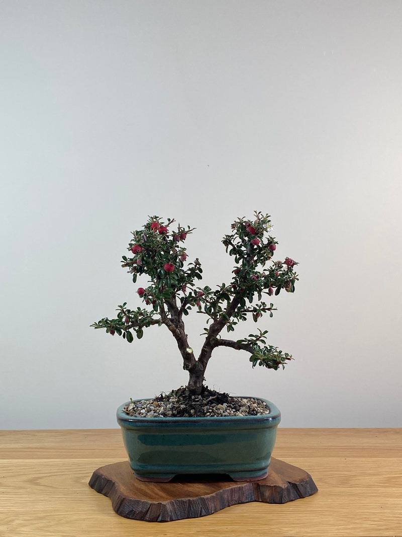 COTONEASTER (X208)
