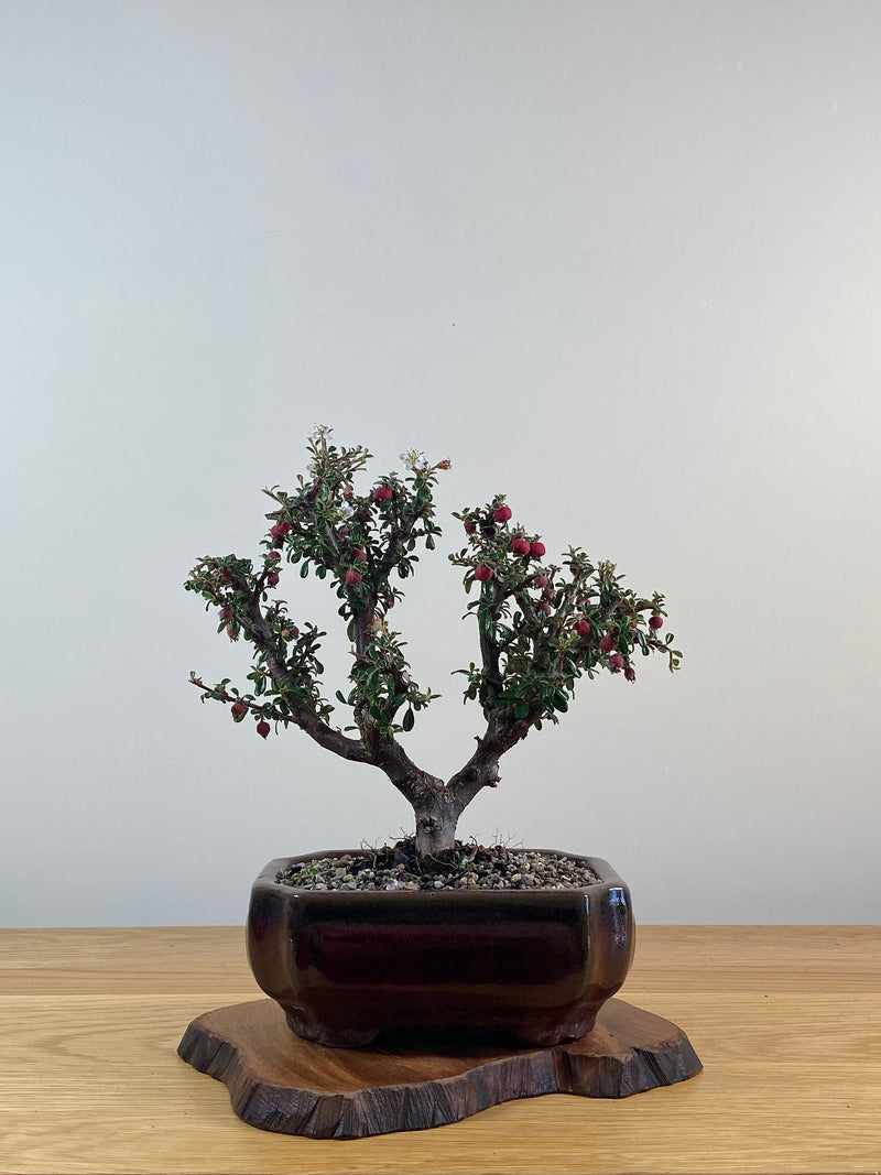 COTONEASTER (X209)