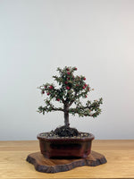 COTONEASTER (X213)
