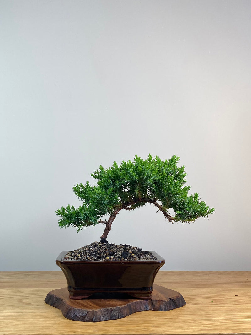 JAPANESE JUNIPER (X254)