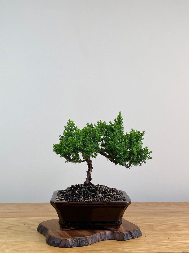 JAPANESE JUNIPER (X313)