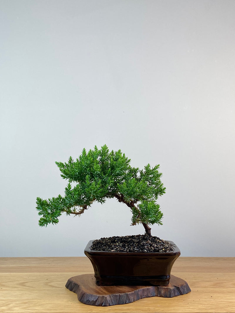 JAPANESE JUNIPER (X318)