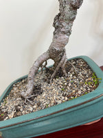 JAPANESE BLACK PINE (LITERATI) - MiniGardens NZ