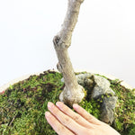 PURPLE WISTERIA - MiniGardens NZ
