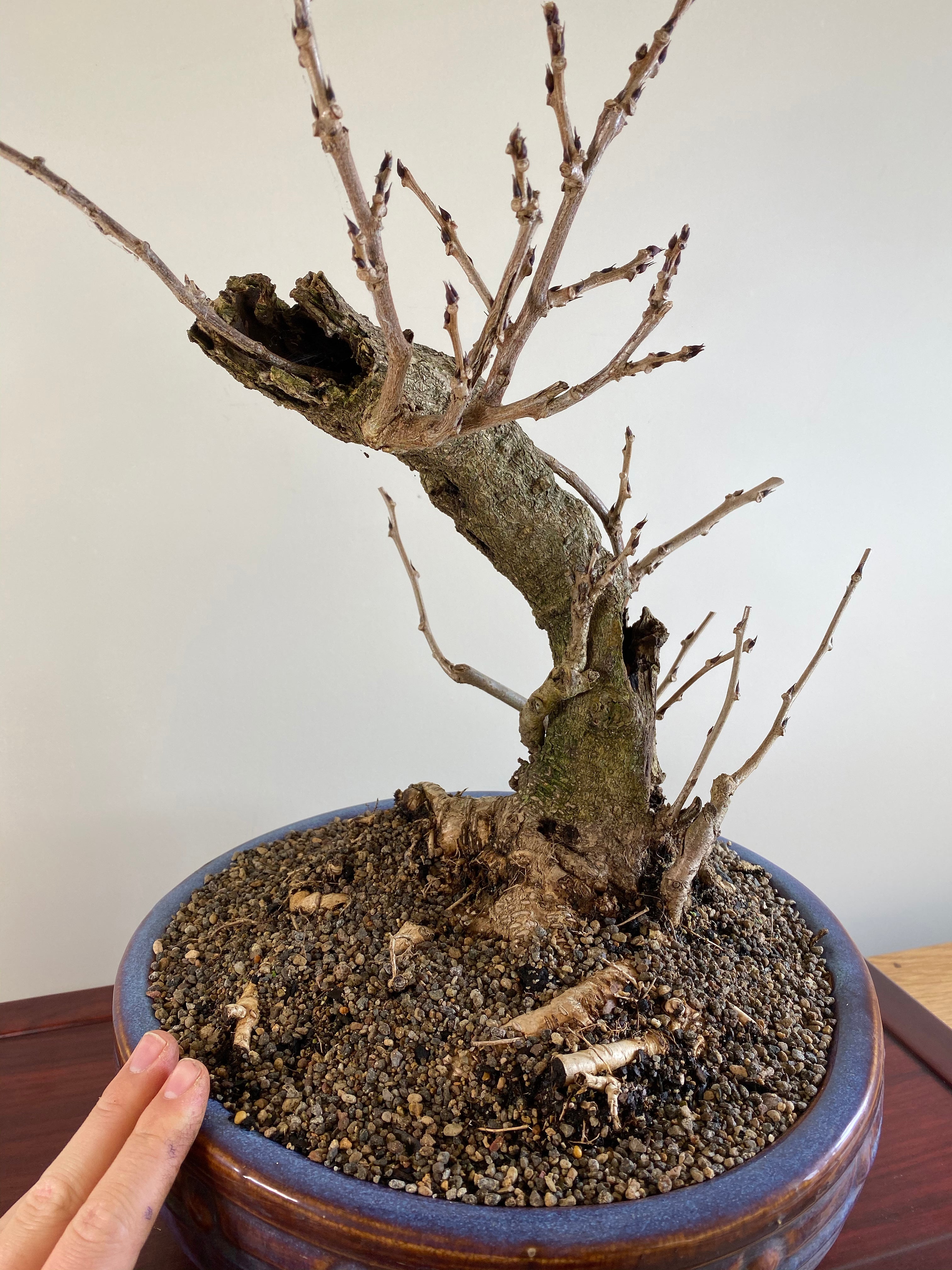 purple wisteria bonsai tree for sale PURPLE WISTERIA (INFORMAL) – MiniGardens Bonsai NZ