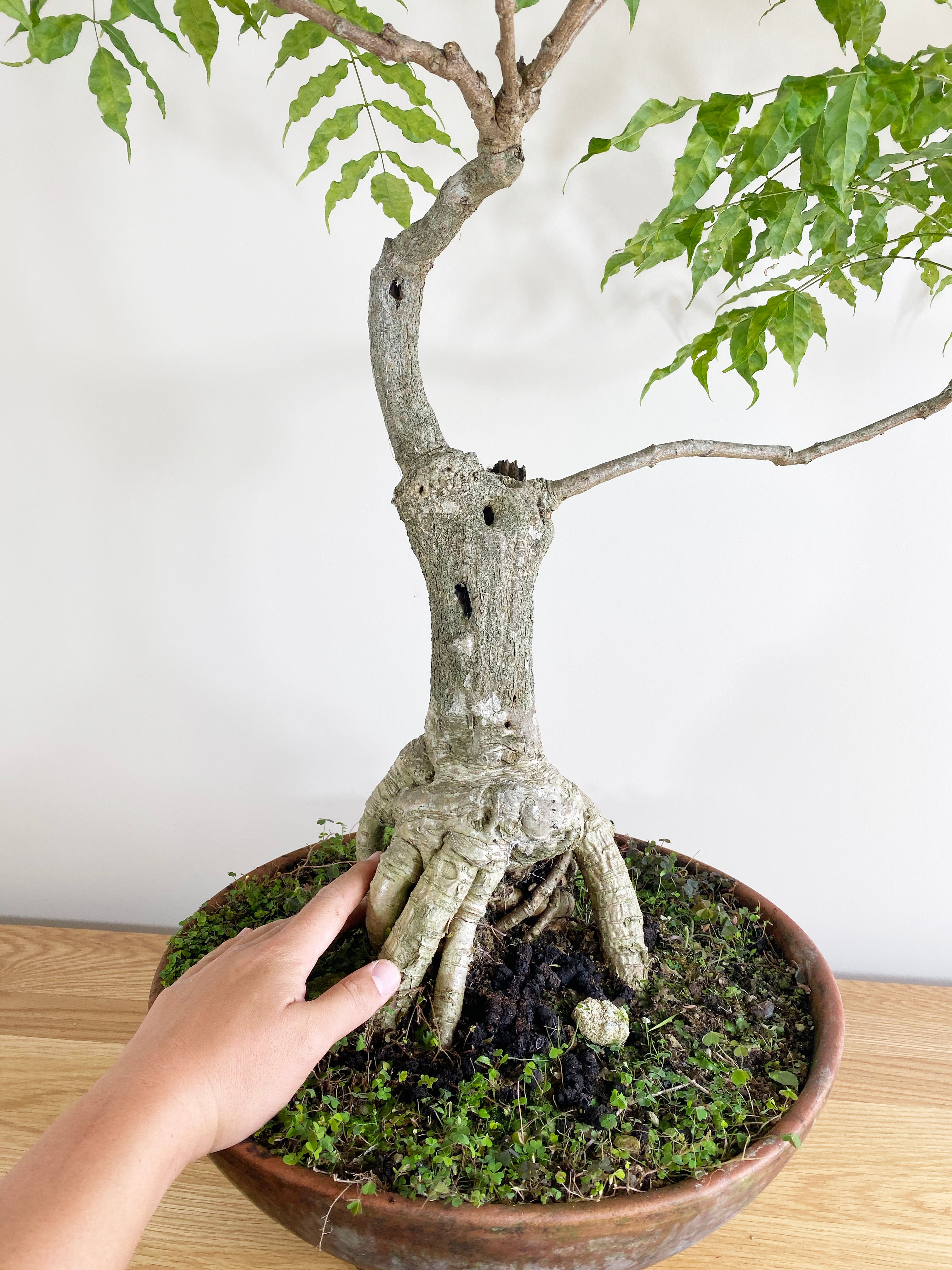 wisteria tree bonsai for sale PURPLE WISTERIA (FORMAL) – MiniGardens Bonsai NZ